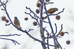 アメリカフウに来たカワラヒワ