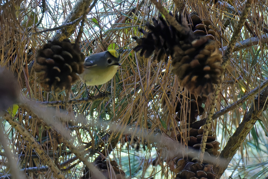 松ぼっくりが邪魔だった！
