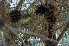 松ぼっくりが邪魔だった!