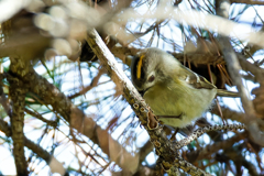 キクイタダキ②