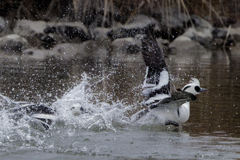 威嚇するミコアイサ③