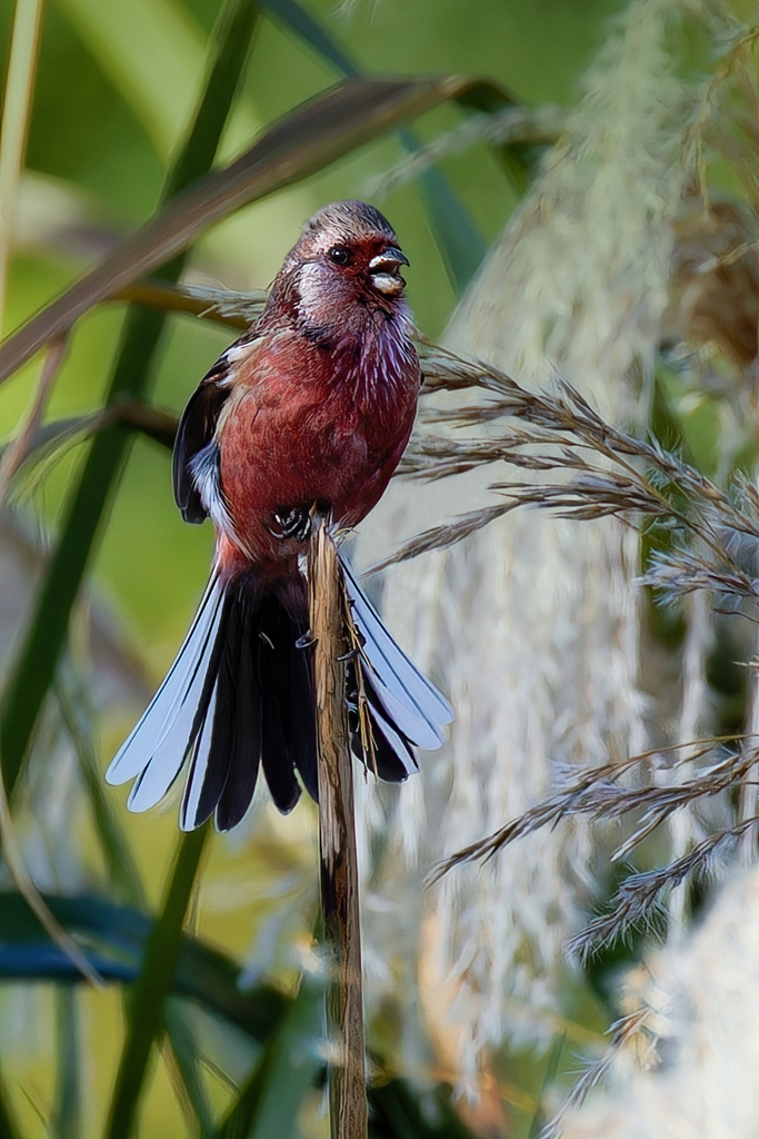 ベニマシコ♂が鳴いている！