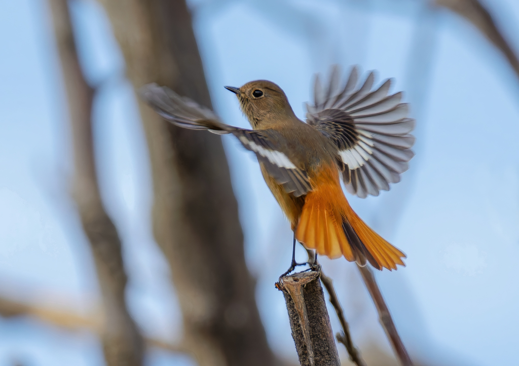 ジョウビタキ♀の飛び出し②