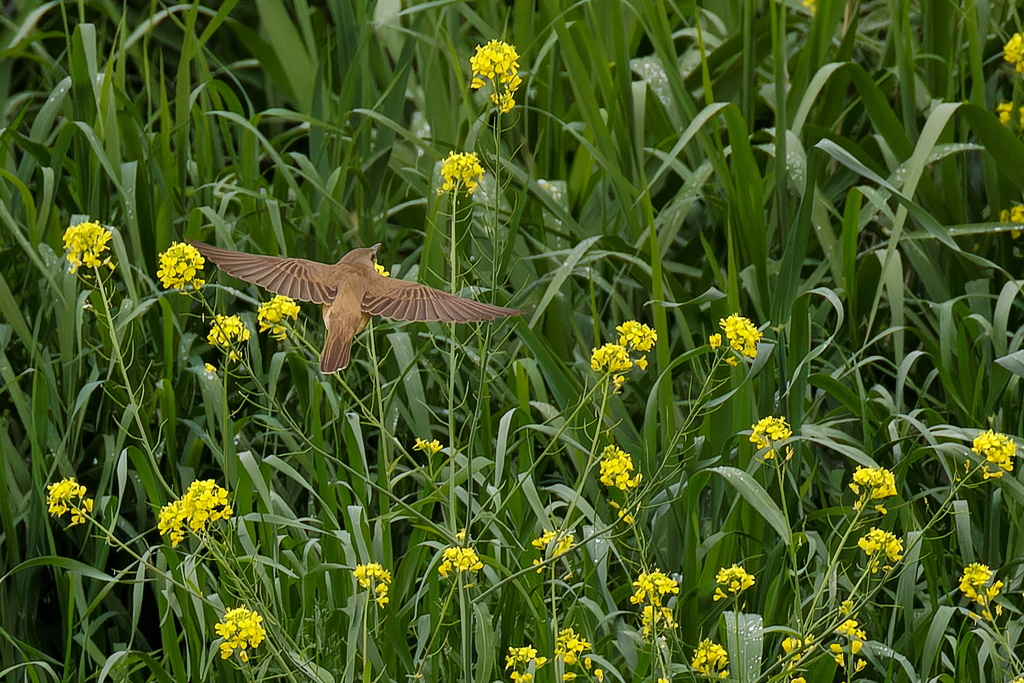 西洋からし菜群生を飛ぶオオヨシキリ