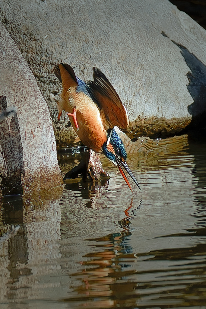 カワセミの水面キス