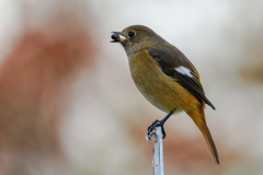 何にでも留まるジョウビタキ♀