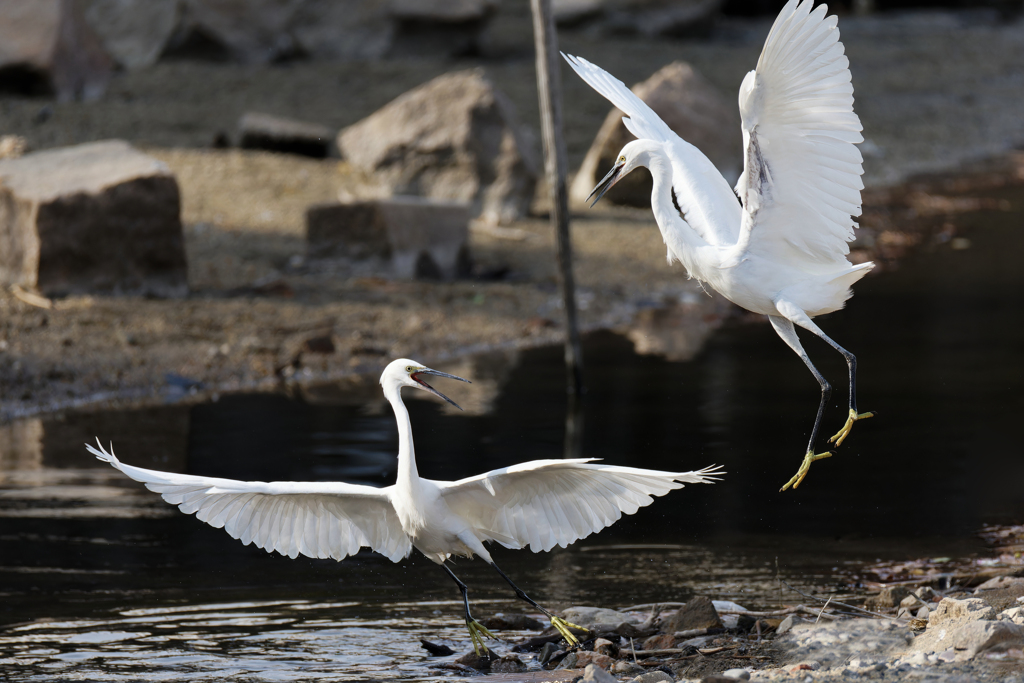 コサギのバトル