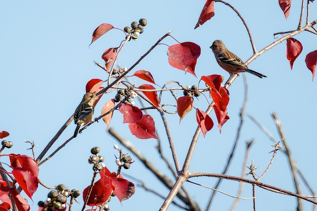 色付いたナンキンハゼに紅ペアー