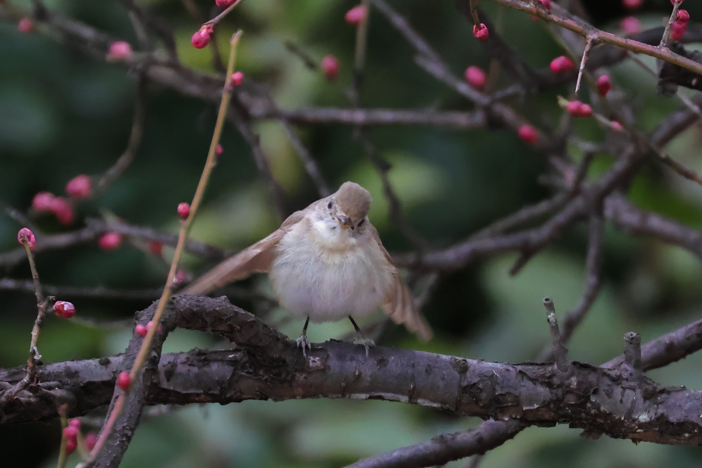 紅梅に誘われて