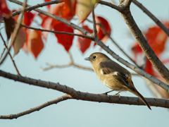 鳴いているジョウビタキ♀