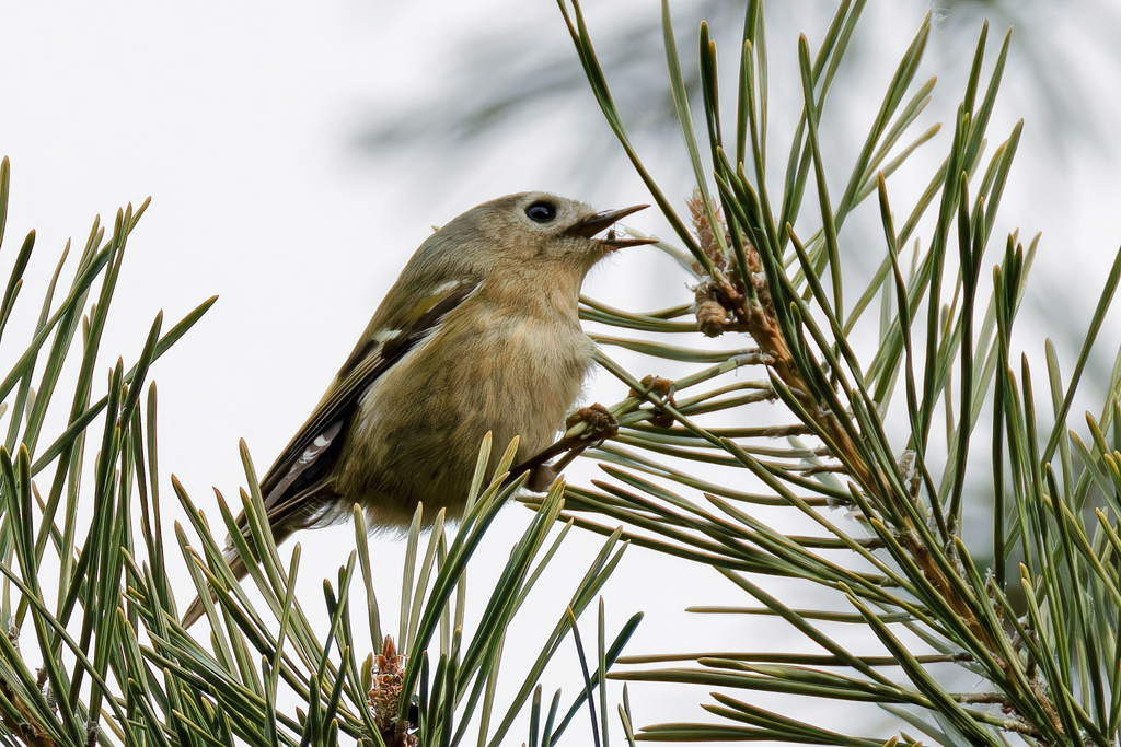 虫を食べる菊ちゃん