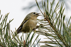 虫を食べる菊ちゃん
