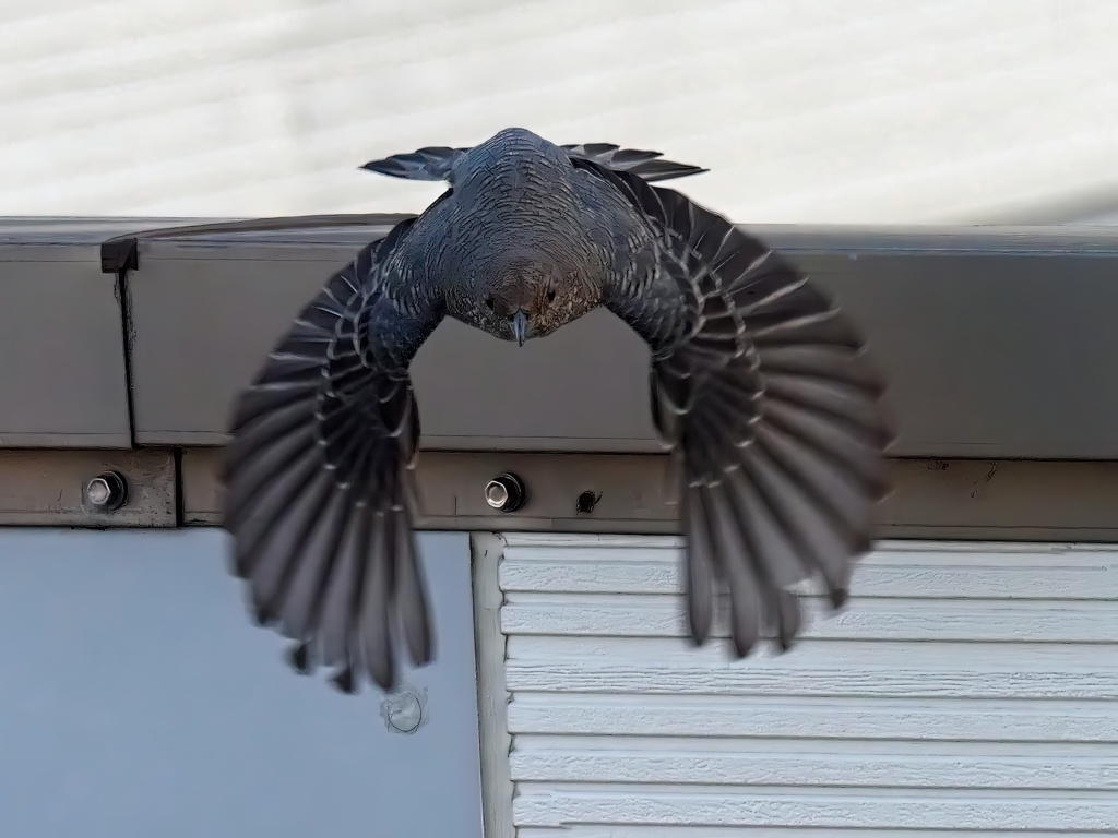 イソヒヨドリ♀の飛び出し