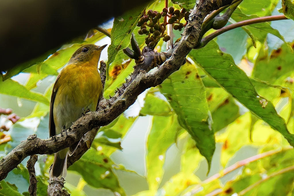 カラス山椒にムギマキ③