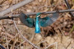カワセミの飛着き②