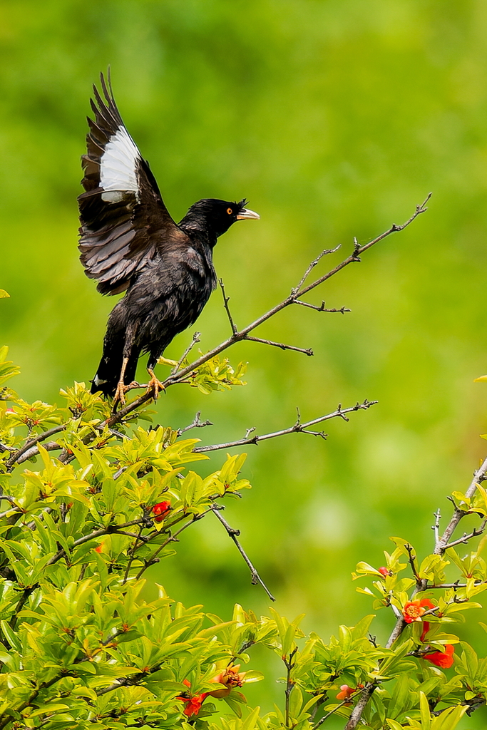 ザクロの花にハッカチョウ
