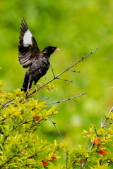 ザクロの花にハッカチョウ