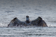これから離水するぞー