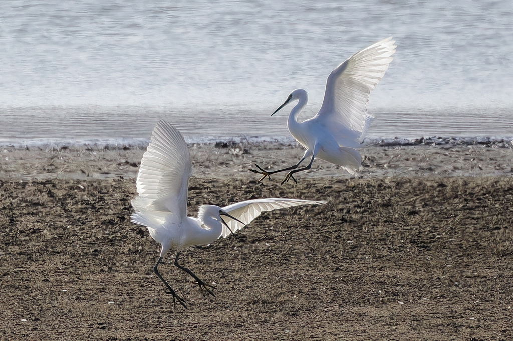 コサギのバトル
