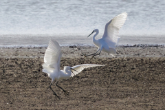 コサギのバトル