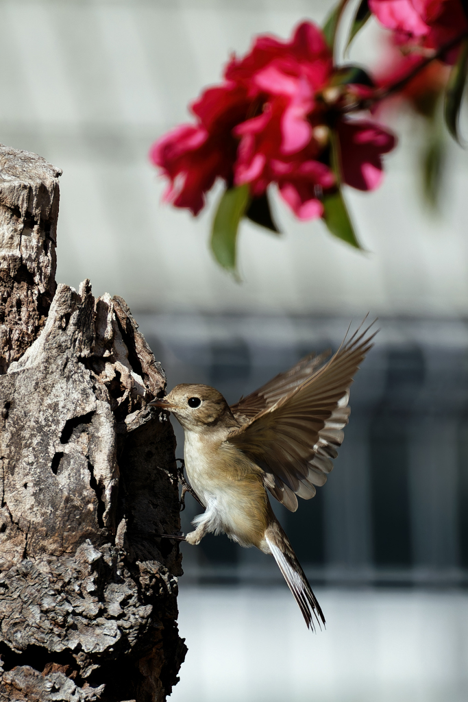 飛び着くニシオジロビタキ