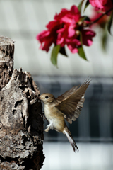 飛び着くニシオジロビタキ