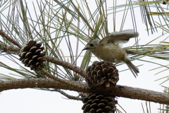 キクイタダキ②