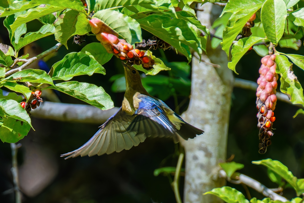 ホバリングキャッチ②