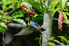 ホバリングキャッチ②