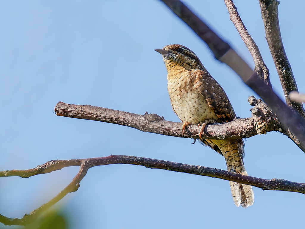 枝留まりのアリスイ