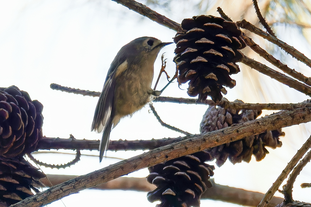 松笠にアタックする菊ちゃん