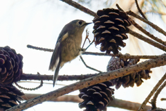 松笠にアタックする菊ちゃん
