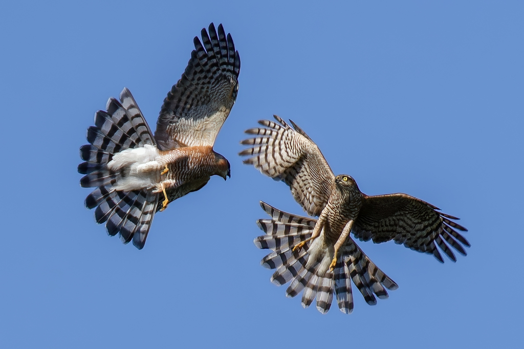 見合って見合って