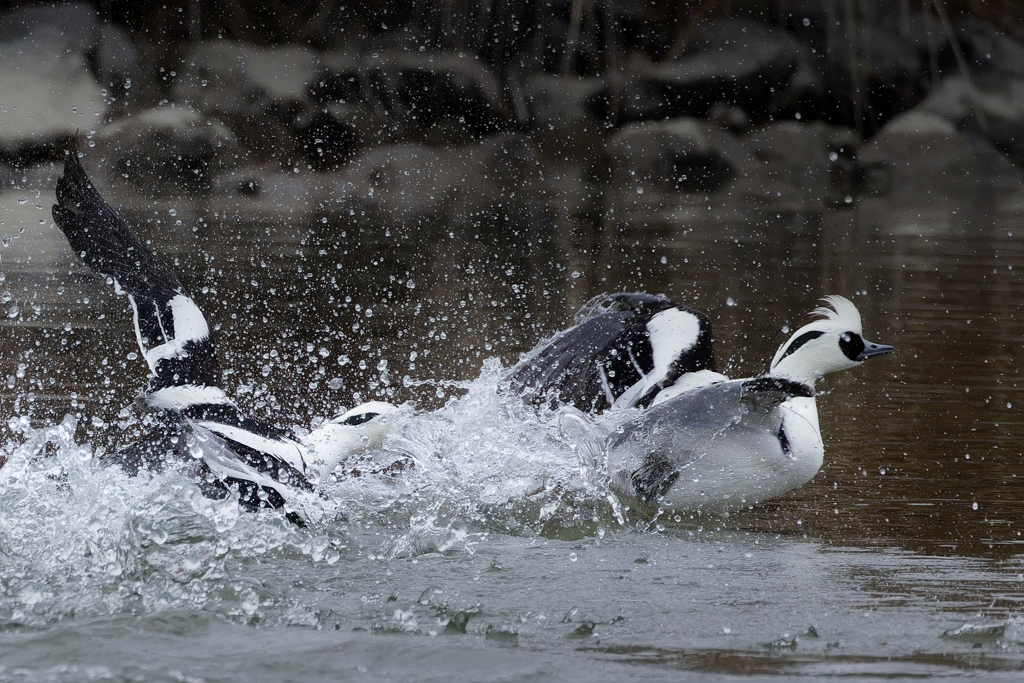 威嚇するミコアイサ②