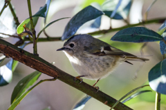 メタボ菊ちゃん
