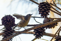 松ぼっくりの虫を見つけました