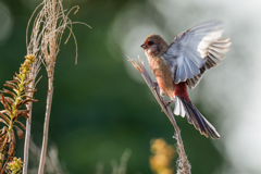 ベニマシコ♂の飛着き