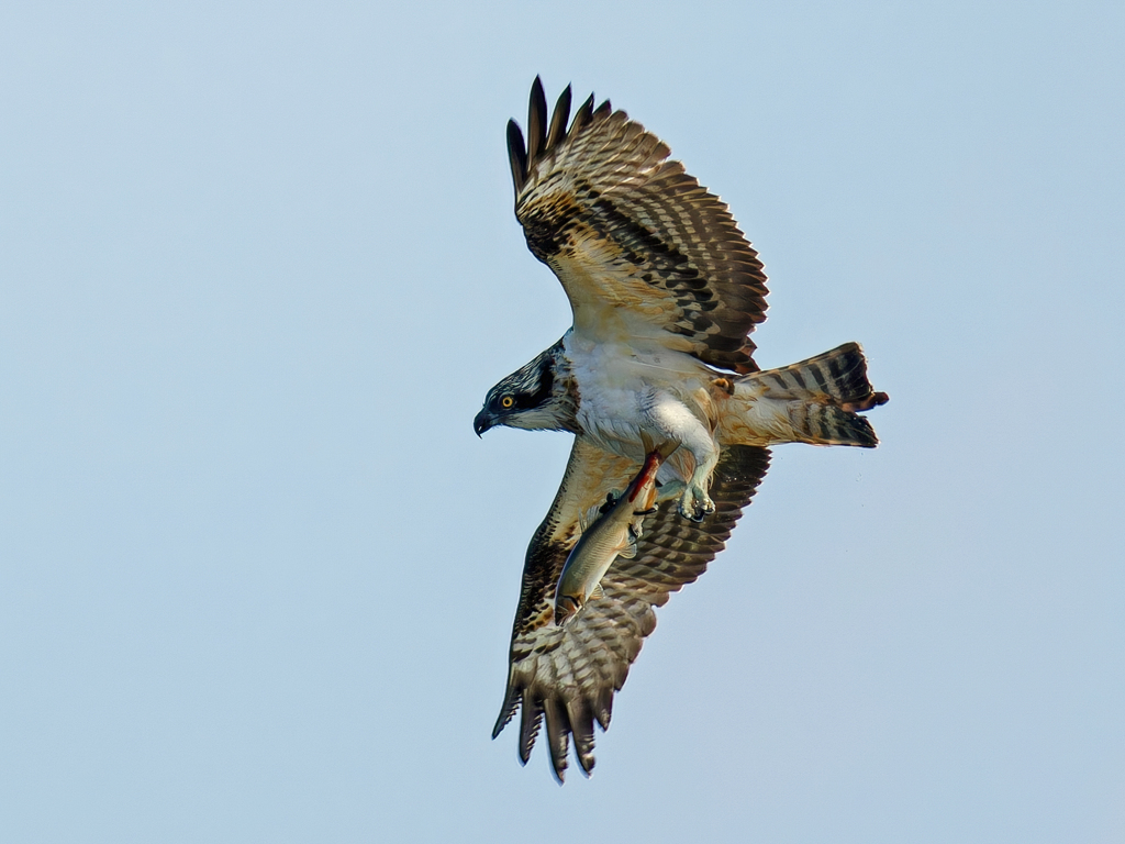 大きな鮎をお持ち帰り②