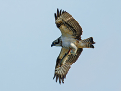 大きな鮎をお持ち帰り②