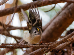 万歳菊ちゃん！