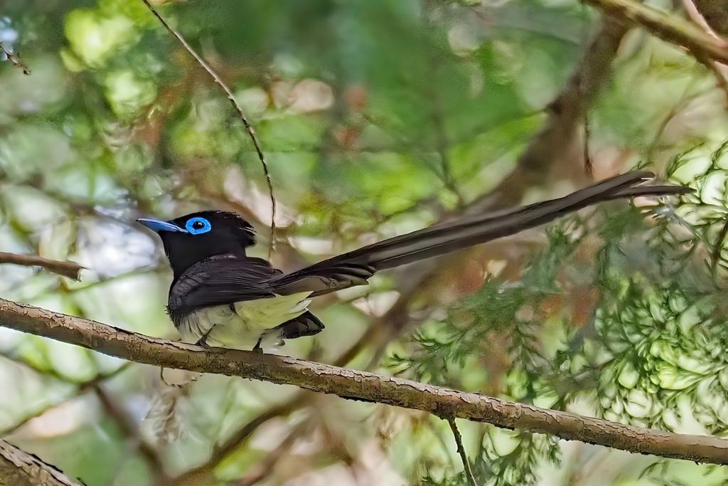 杉山のサンコウチョウ