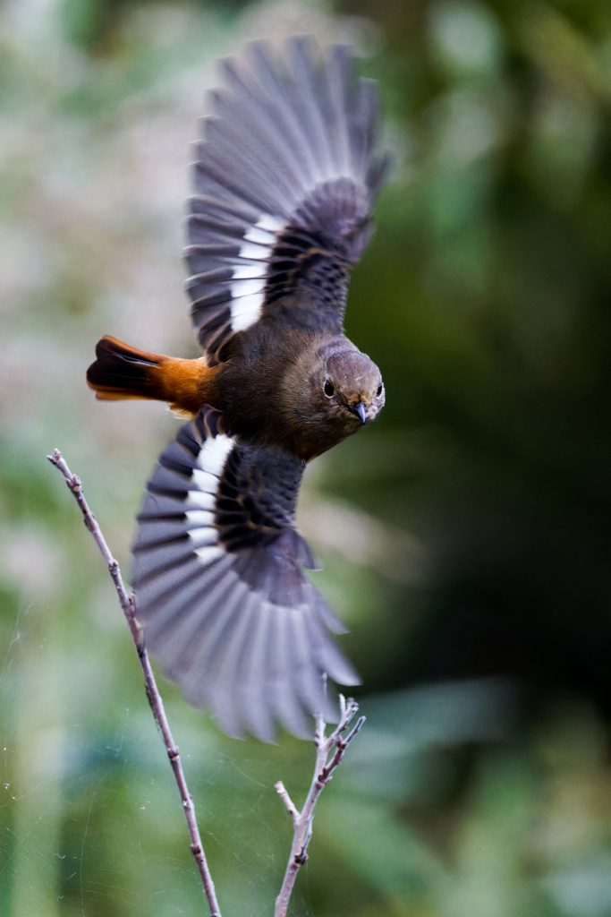 ジョウビタキ♀の飛び出し②