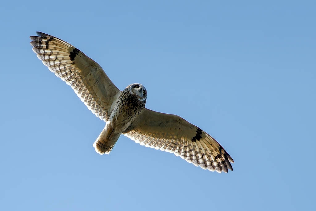 コミミズク飛翔①