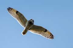 コミミズク飛翔①