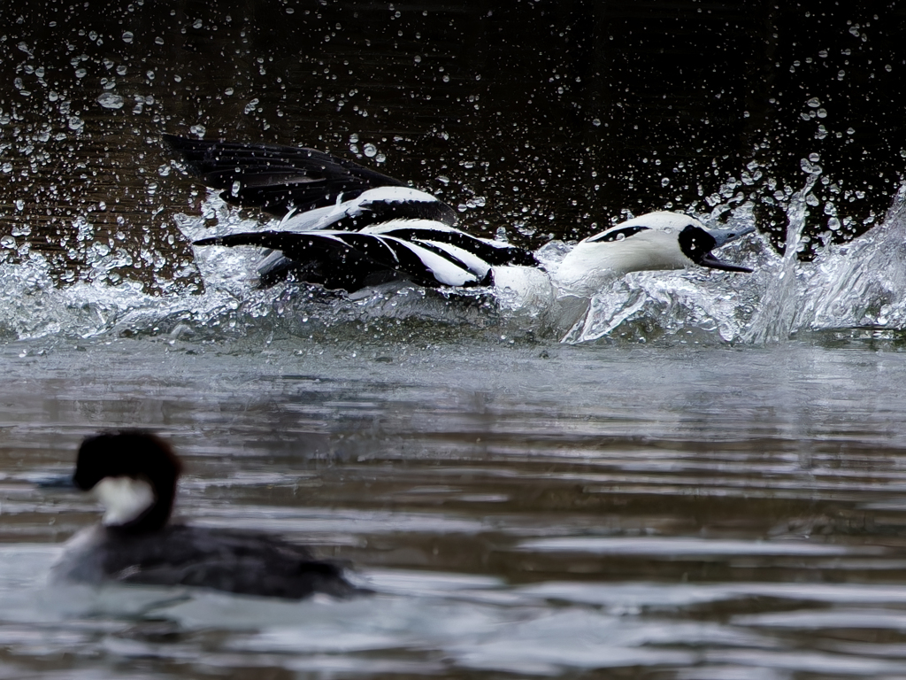 威嚇するミコアイサ④