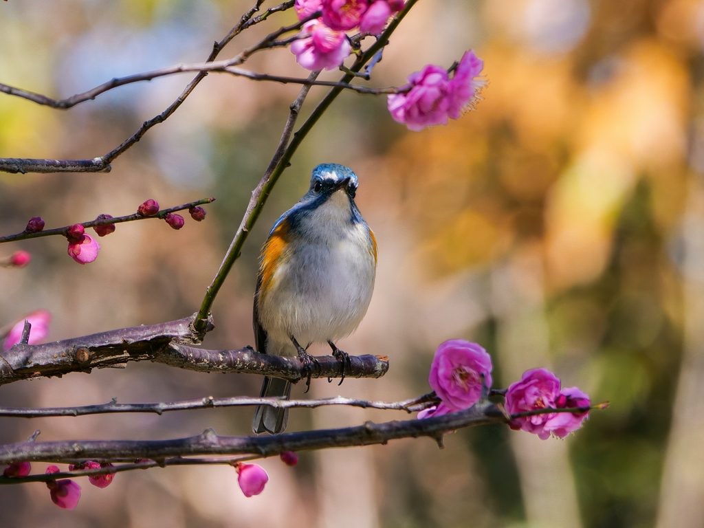 紅梅にルリビタキ