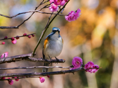 紅梅にルリビタキ