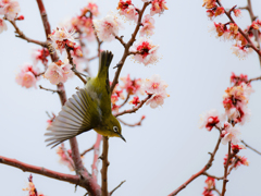 メジロ飛び出す！③