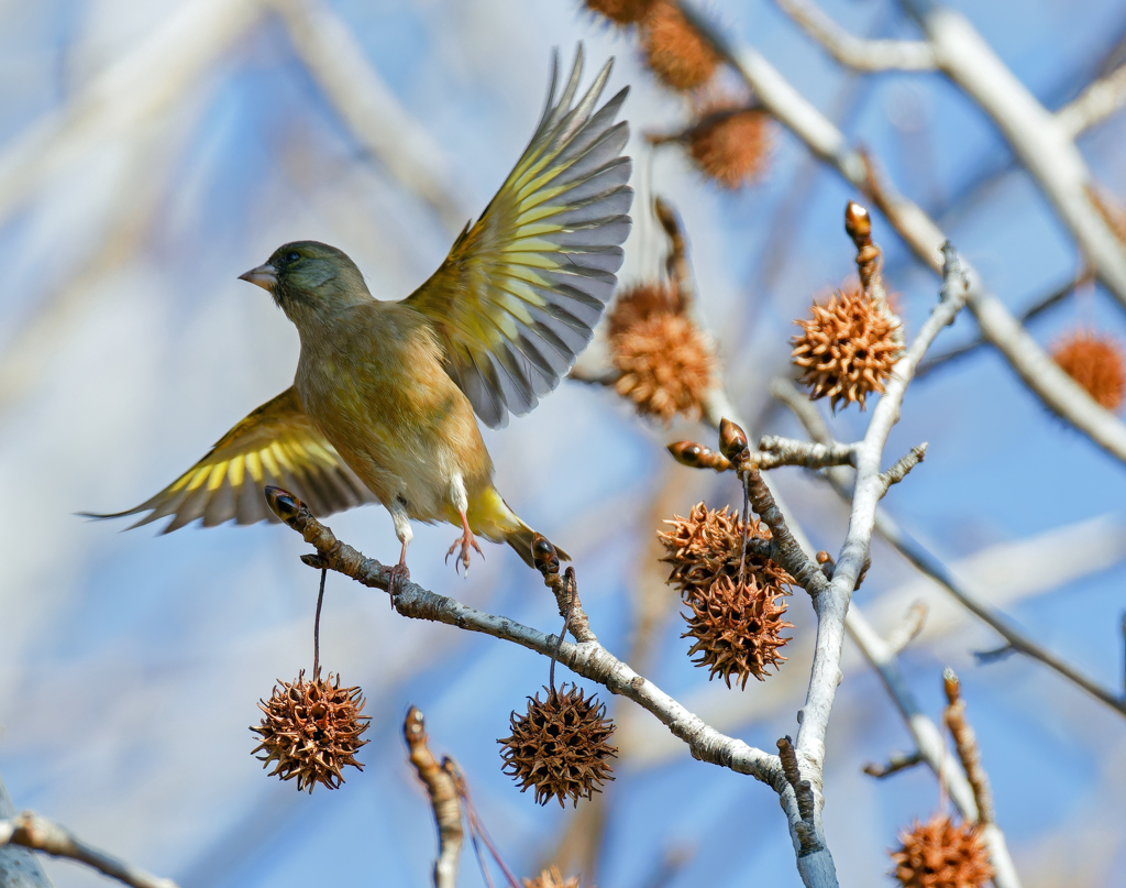 アメリカフウにカワラヒワ