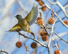 アメリカフウにカワラヒワ